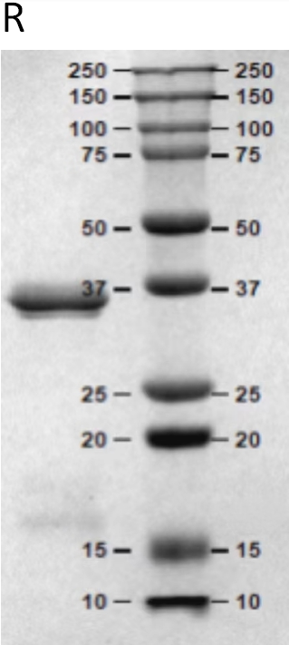 3、SDS-PAGE.jpg