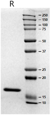 3、SDS-PAGE.jpg