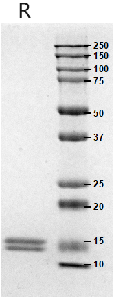 3、SDS-PAGE.jpg