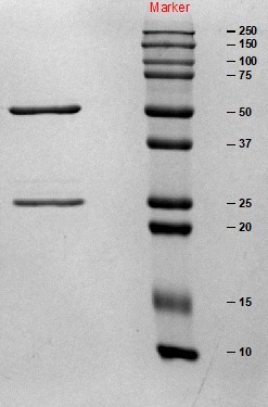 SEC-HPLC.jpg